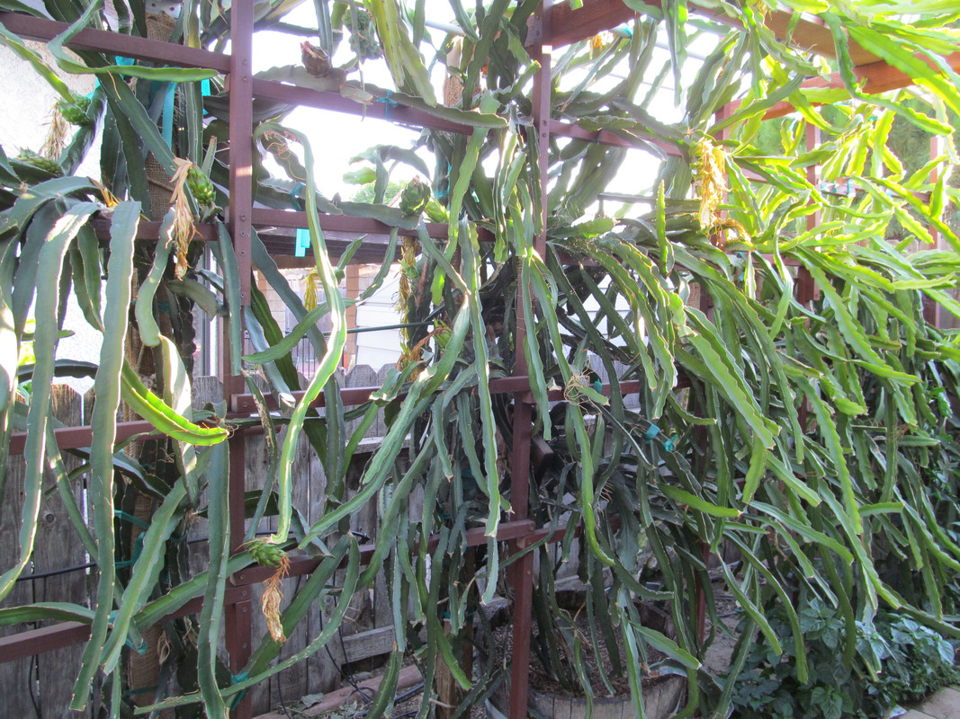 plants 006