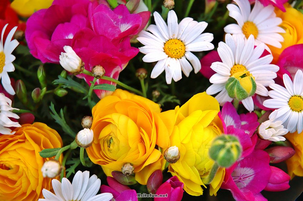 303323xcitefun-colors-of-nature-flowers-beauty-2