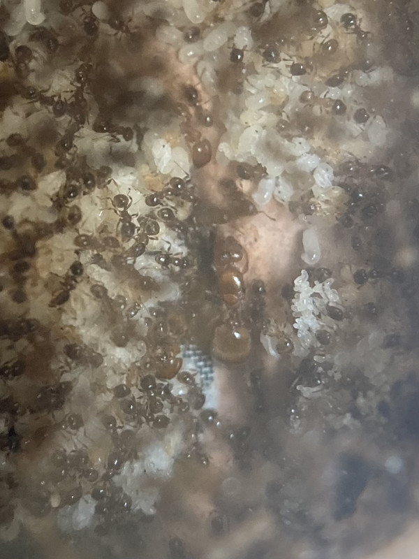 F71DD446-ACEE-45F2-AEE5-1B2550B1A2A1