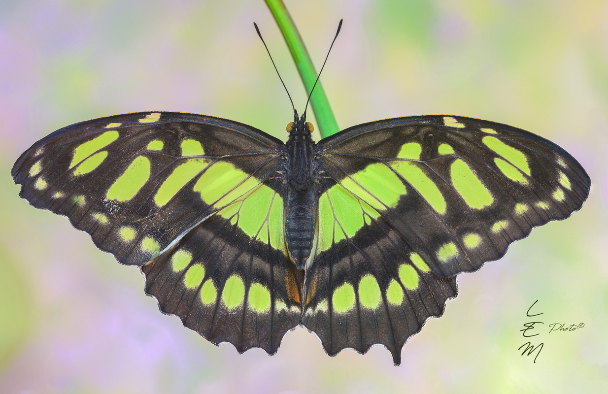 Graphium agamennon (Linnaeus, 1758)4000