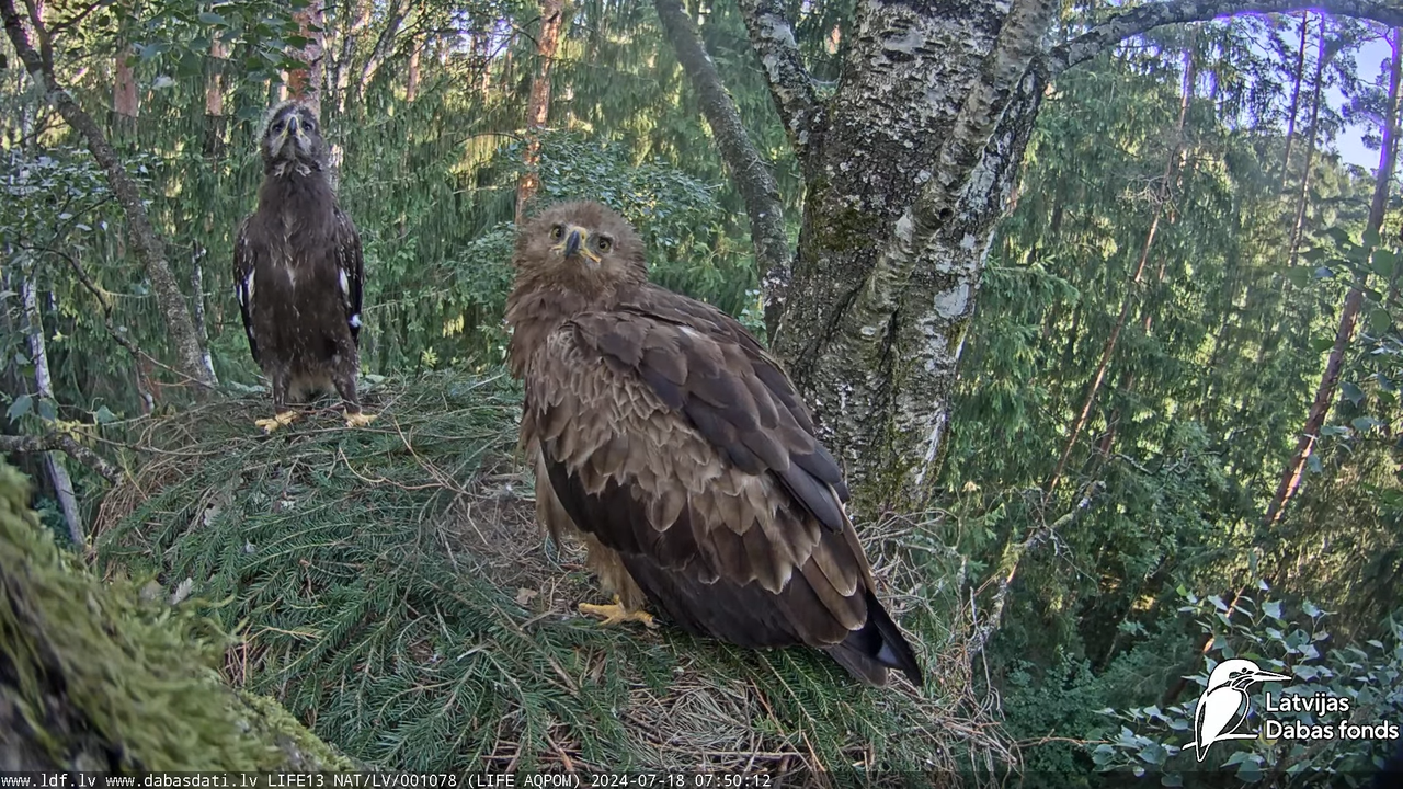 Mazais ērglis (Clanga pomarina), ligzda bērzā - LDF tiešraide 15-22-32 screenshot