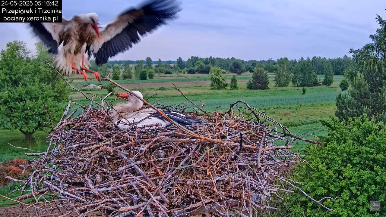 24052025bociany5