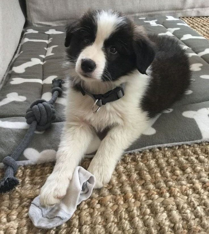 Anya laying next to a lone sock