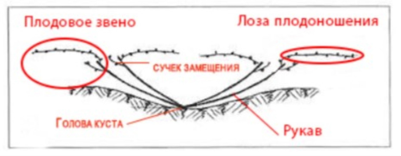 Веерная формировка виноградного куста схема и описание