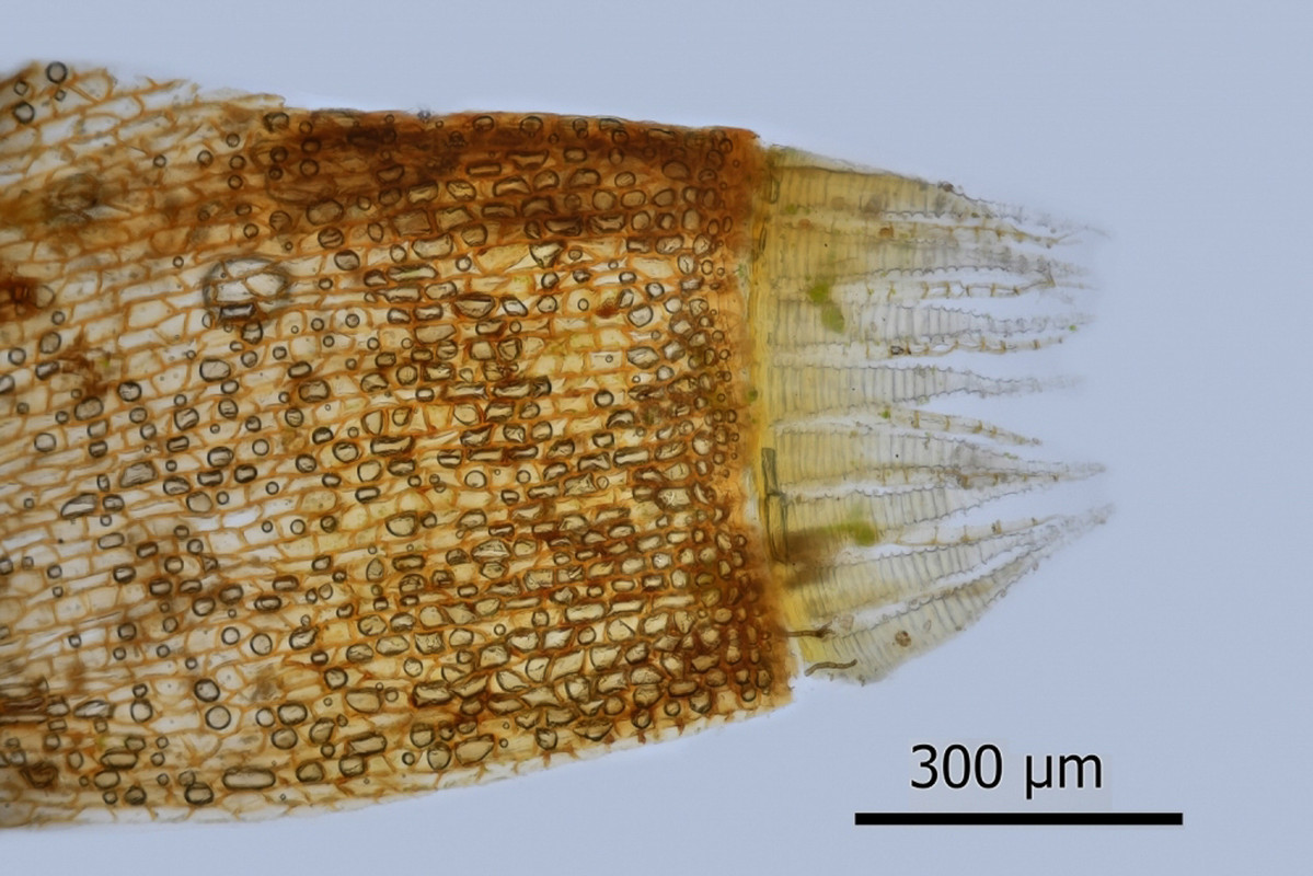 серполескея8