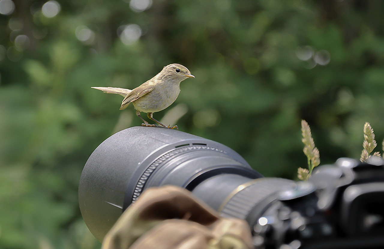 De Tjiftjaf was behoorlijk nieuwsgierig wat daar uit het autoraam stak.