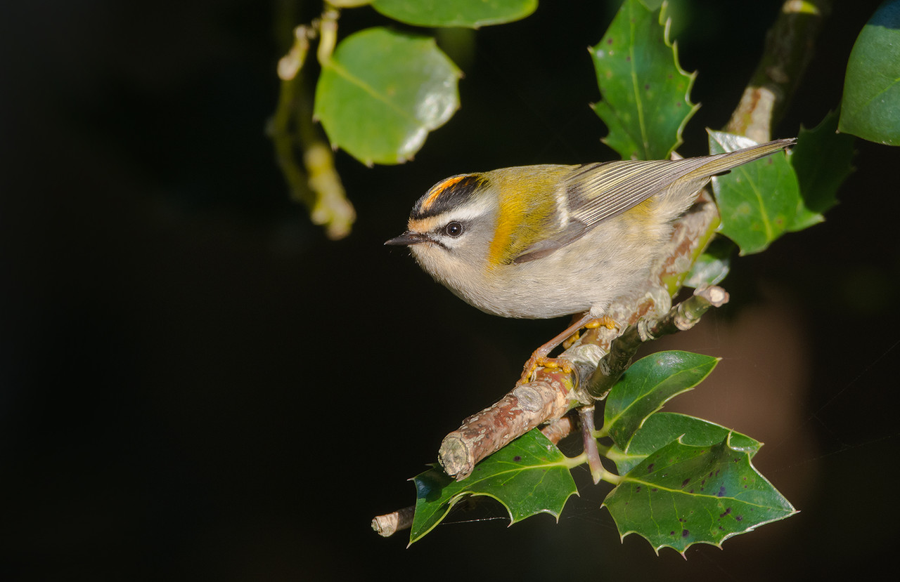 De Vuurgoudhaan is natuurlijk altijd welkom voor de lens.