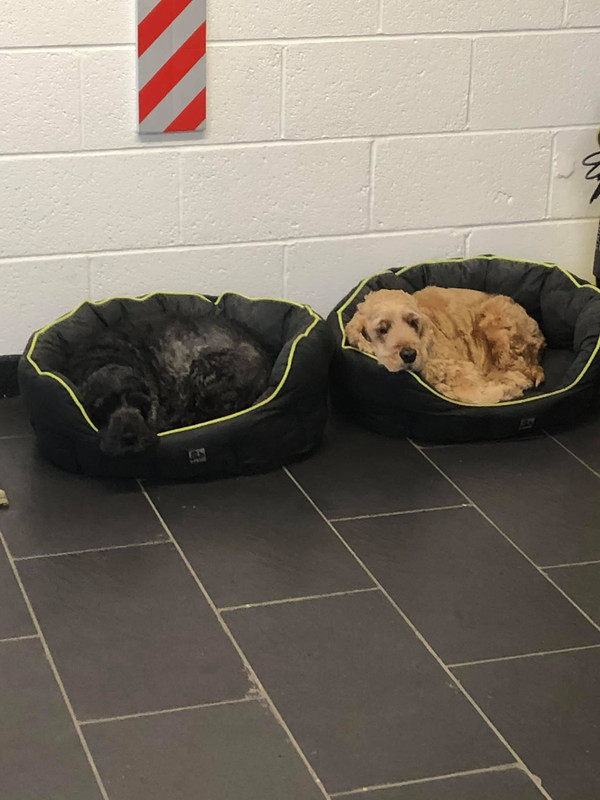 74155833_3827453950614262_2169171772555919360_O