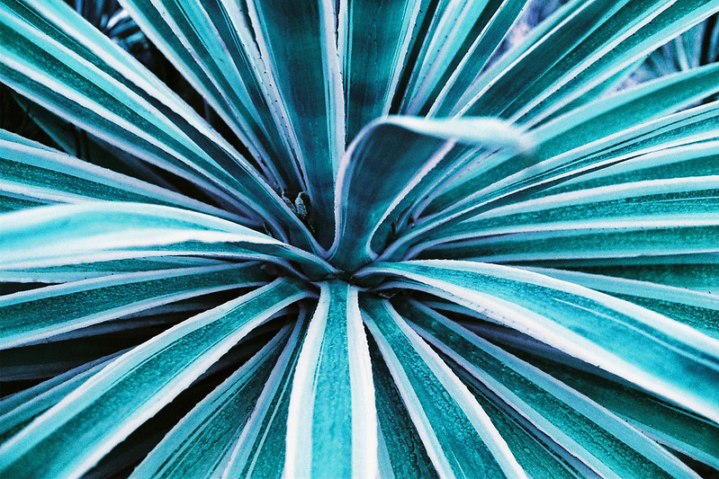 turquoisetropicalplant.jpg
