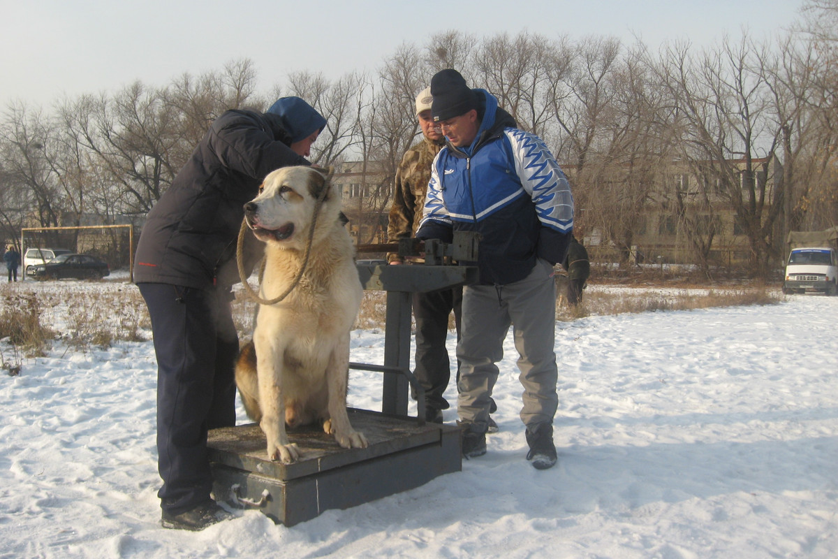 2009.11.21 Вес ВАЛЬТЕР 68кг 1г10м (5)
