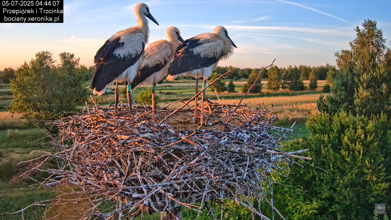 05072025bociany6