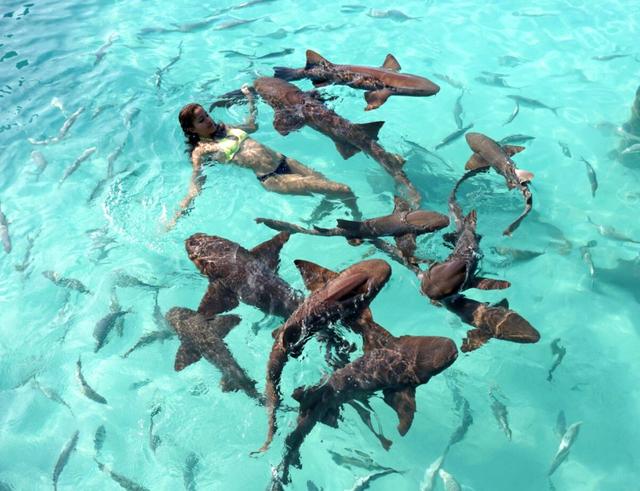 https://i.postimg.cc/9Q3FY2Yc/Keir-Alexa-Tropical-Paradise-Exumas-Swimming-Sharks-Bahamas-Trav.jpg