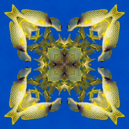 06-Januar2019mandala4.png