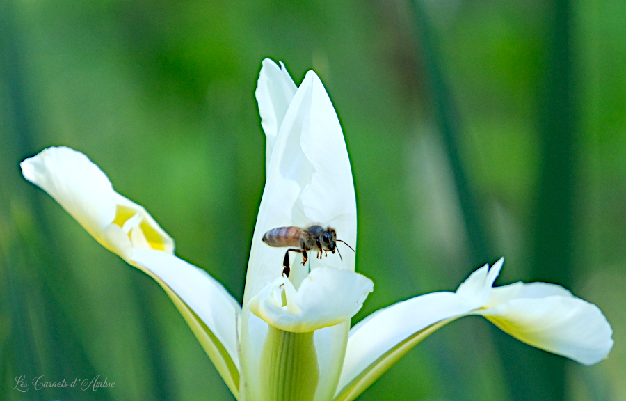 abeille sur un iris d'eau blanc et jaune, entre deux pétales