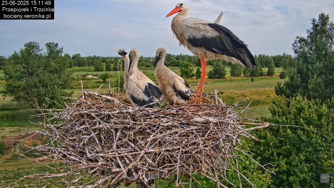 23062025bociany30