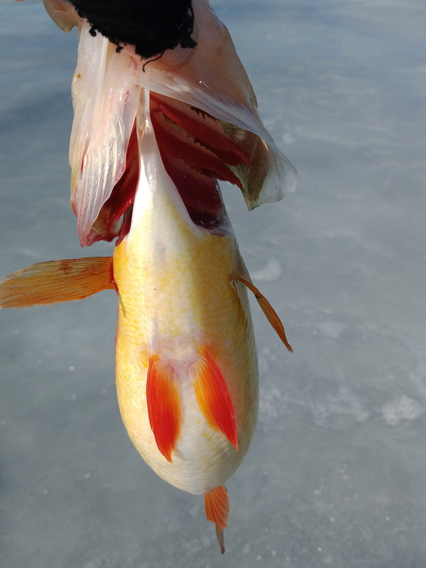 1.5perch gut