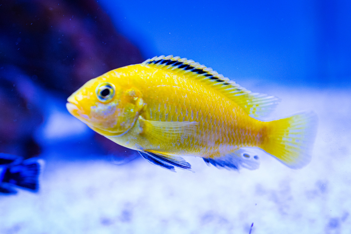 [Imagen: Labidochromis-Caeruleus-DSC-9676.jpg]