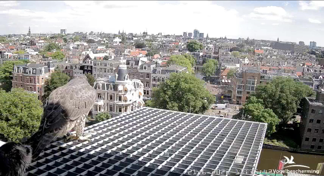 Amsterdam/Rijksmuseum screenshots © Beleef de Lente/Vogelbescherming Nederland - Pagina 30 Video-2022-06-21-113930-Moment-2