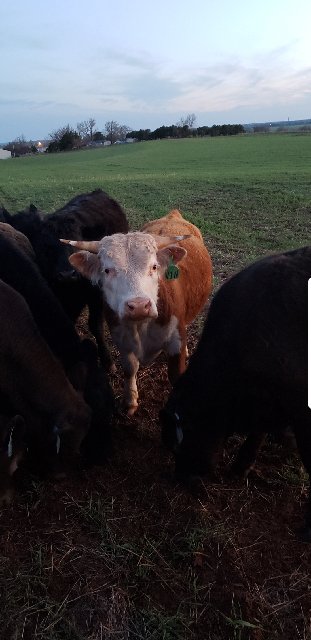 Screenshot_20191114-104016_Gallery