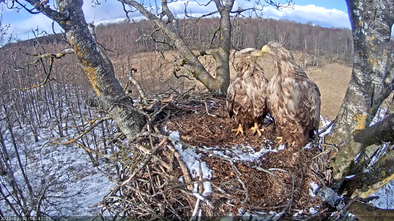 Merikotkas__Haliaeëtus albicilla 11-47-16 screenshot