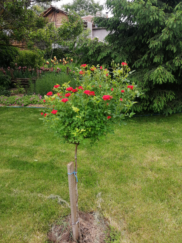 IMG_20240512_160537