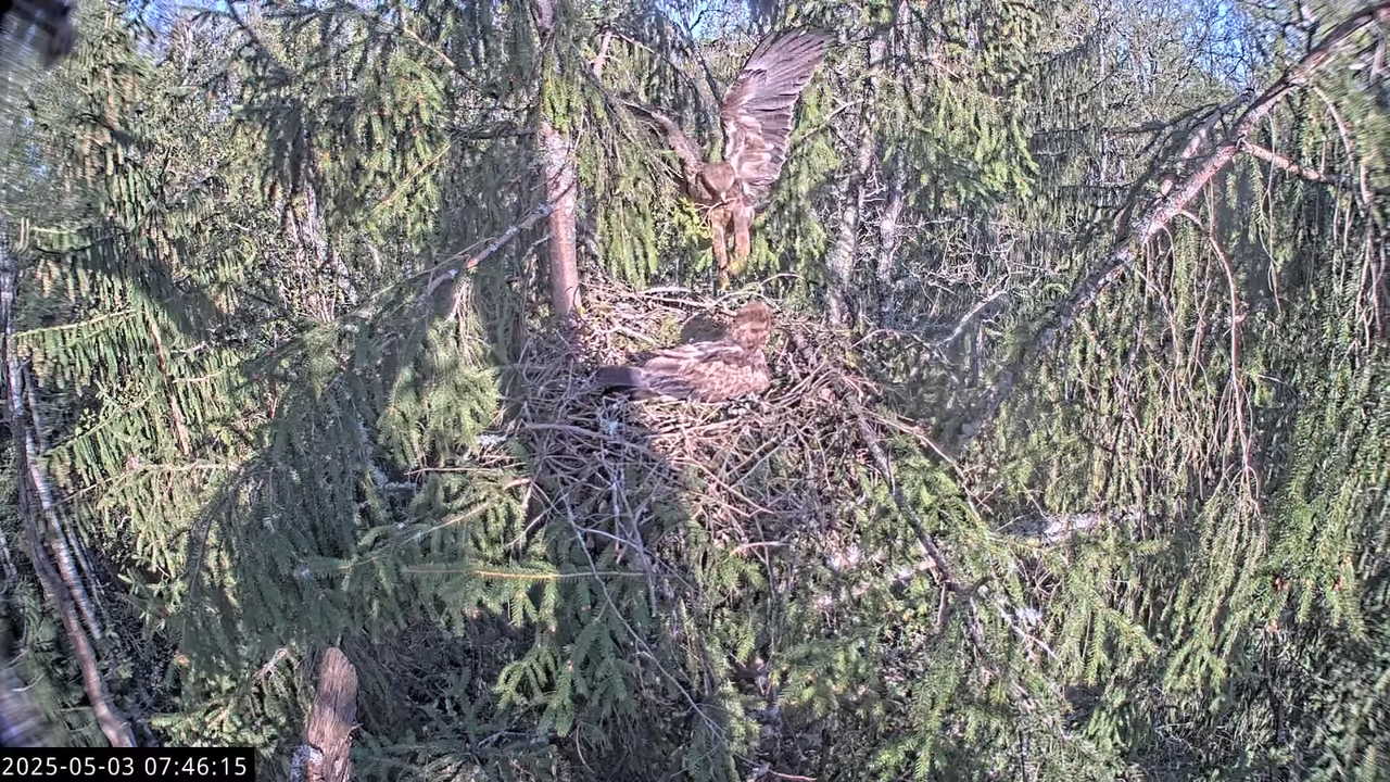 LVM mazais ērglis Lisiņa, egle2 – Lesser Spotted Eagle 3-20-5 screenshot