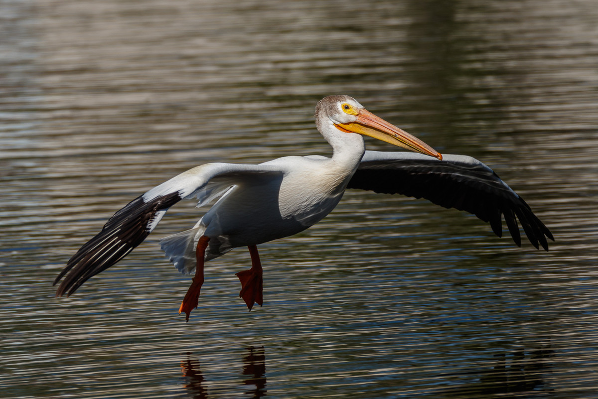 American White Pelican-51