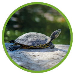 Rundes Bild mit Schildkröte auf Stein