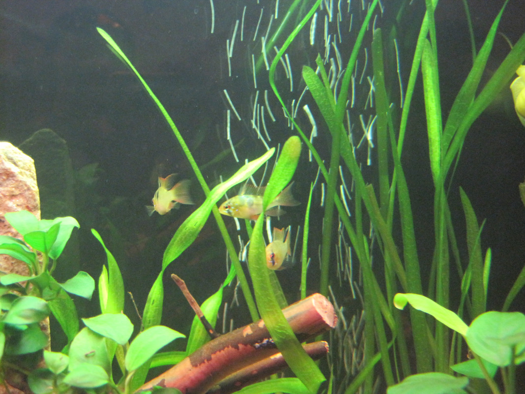 Рамирези 016