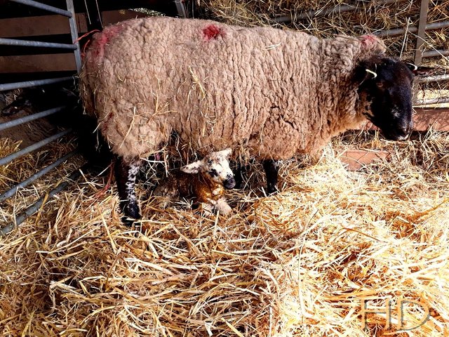 newborn-lamb.jpg
