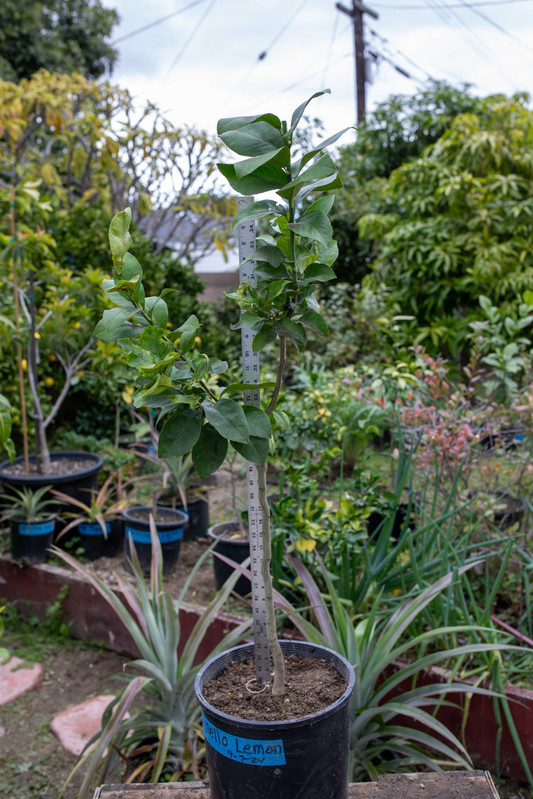 8U1A8340 Femminello Santa Teresa Lemon Tree 2 Measured (11 20 25)