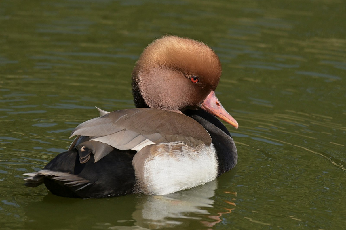brown-red-crested-pochard.jpg