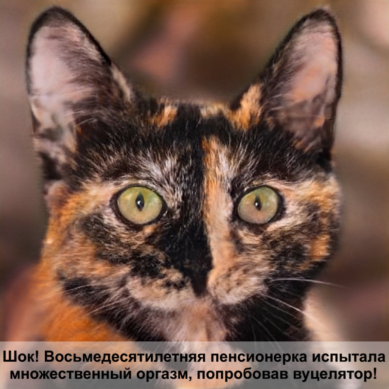 серо коричневый окрас кошки