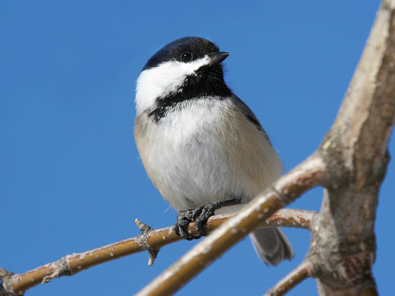 bird watching summer Acadia