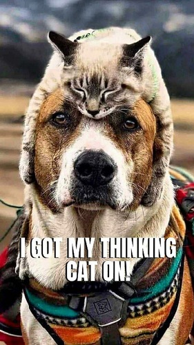 Dog-Thinking-Cat-on