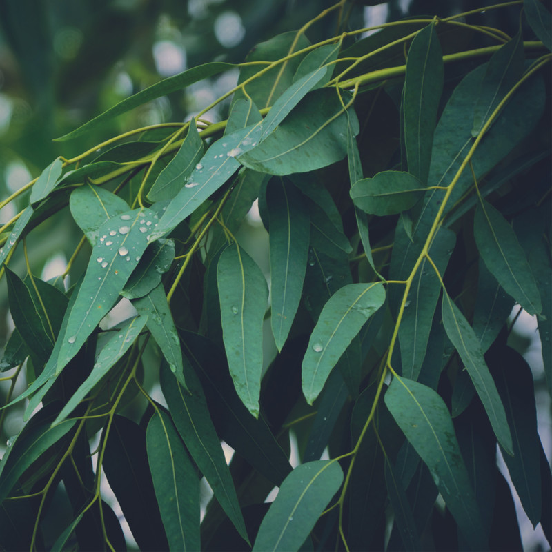 Eucalyptus - Ingrédients Cosmétiques Naturels du Maroc