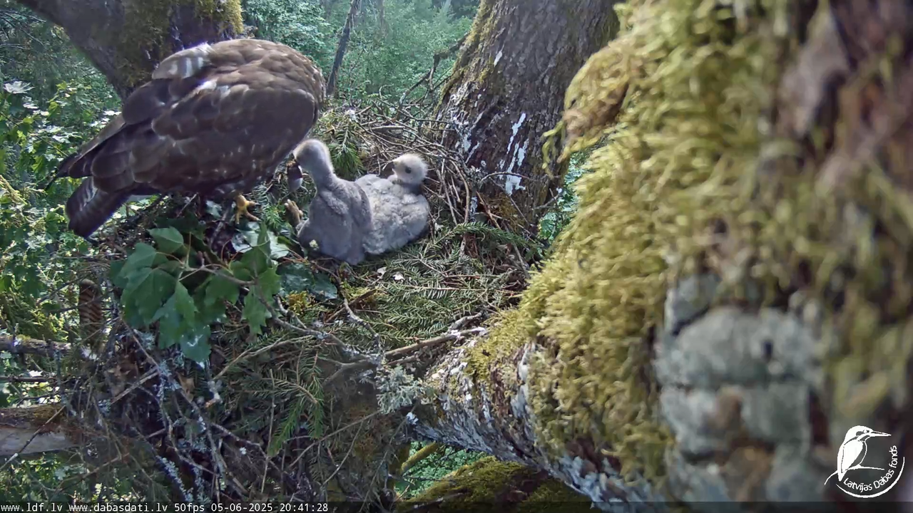 Melnās klijas (Milvus migrans) Kurzemē_ peļu klijāni (Buteo buteo) 14-0-28 screenshot