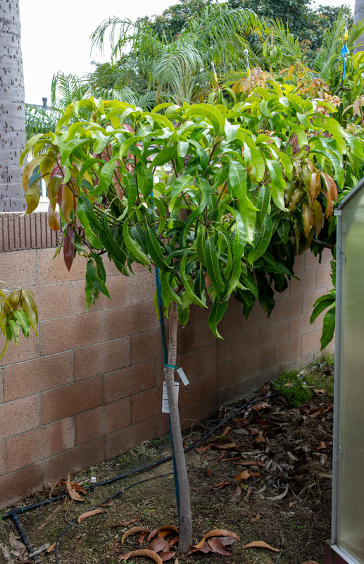 8U1A5003  0-15 Mango Tree with New Growth (8-12-2023)