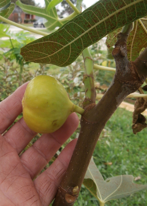fig-front-yf..