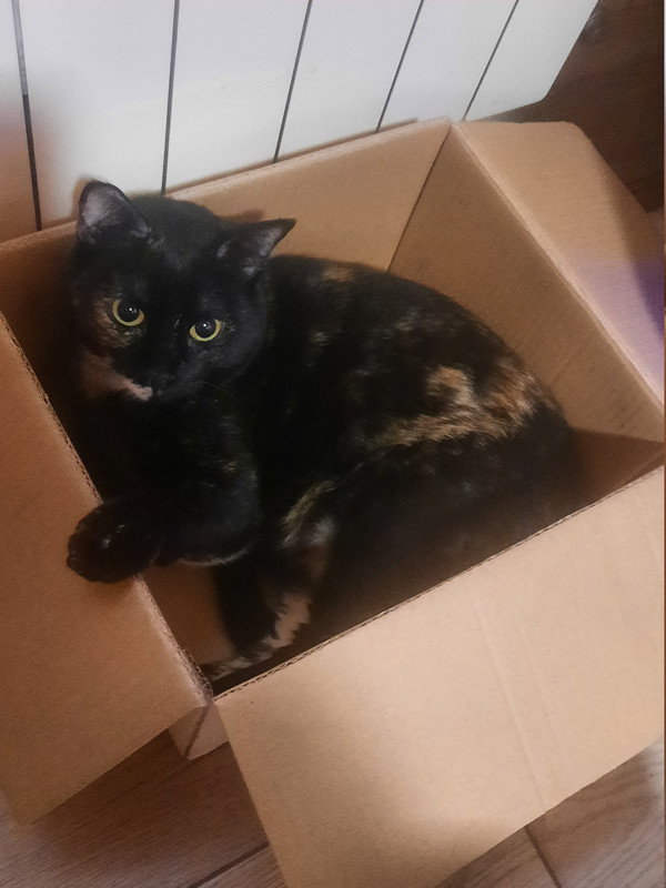 kitty