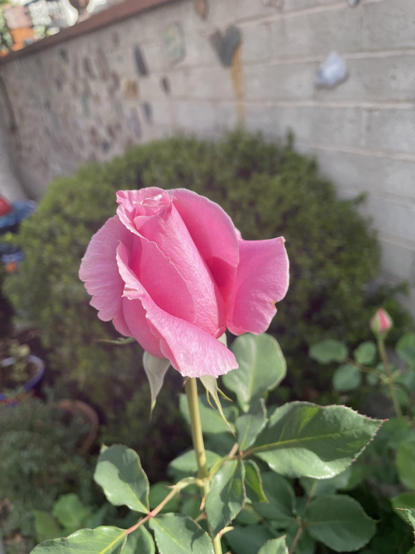 ABDFE2DD-43C1-4B03-8E39-2FBED74105B5_1_102_o