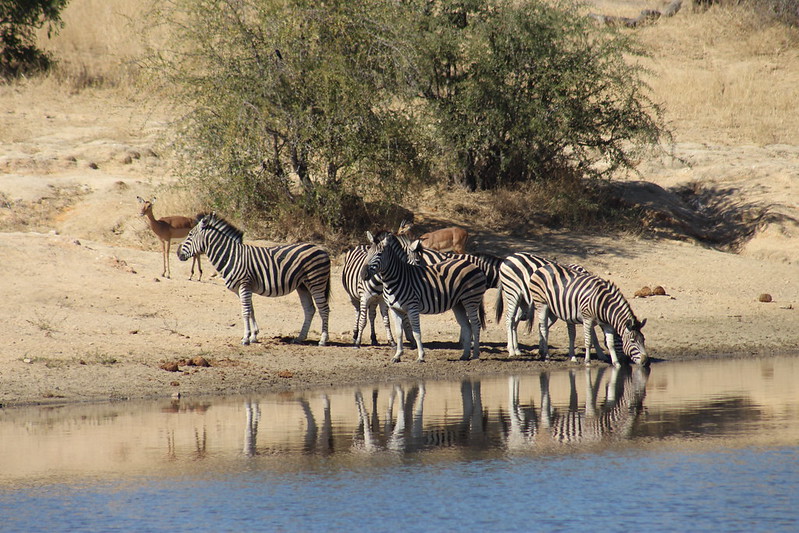 blacknwhitezebrasmedium.jpg