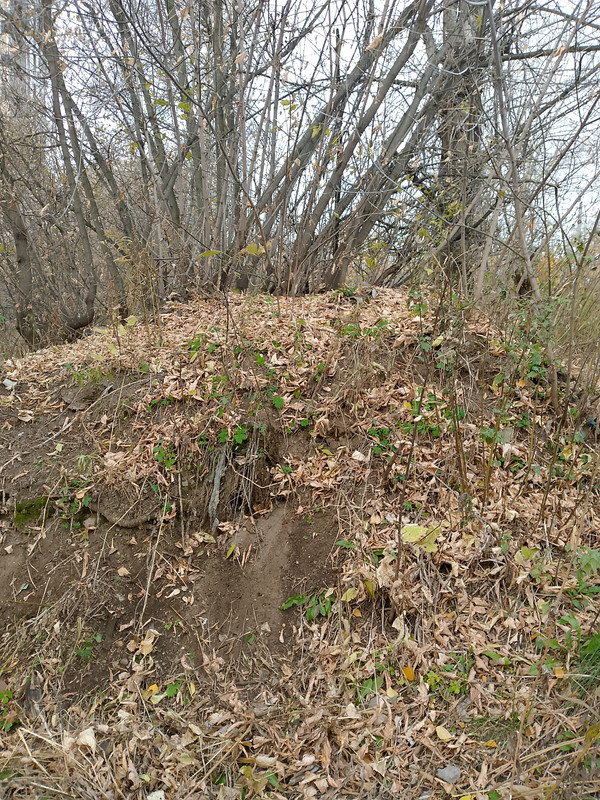 IMG_20251012_091625_636