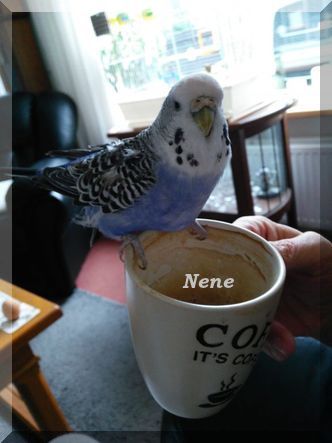 oie-9-DVYbb6259d6op-de-koffie
