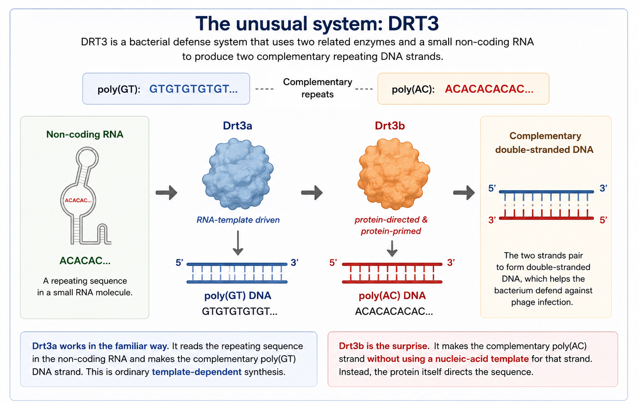 DRT3 bacterial defense system showing RNA-templated Drt3a synthesis and protein-directed Drt3b synthesis of complementary repeating DNA