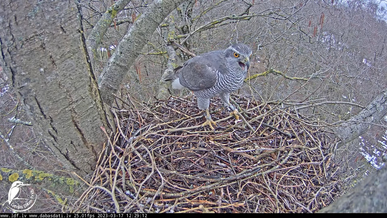 Vistu vanags (Accipiter gentilis) Rīgā - LDF tiešraide __ Goshawks, Riga, Latvia 12-33-36 screenshot