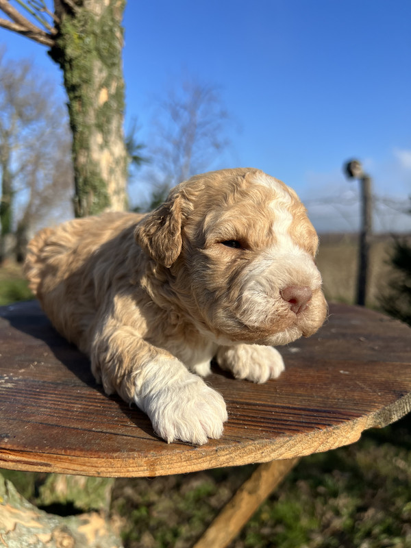 Lagotto Romagnolo male puppy – Litter F 2025 – close-up portrait, orange coat – photo 3, 21 days old