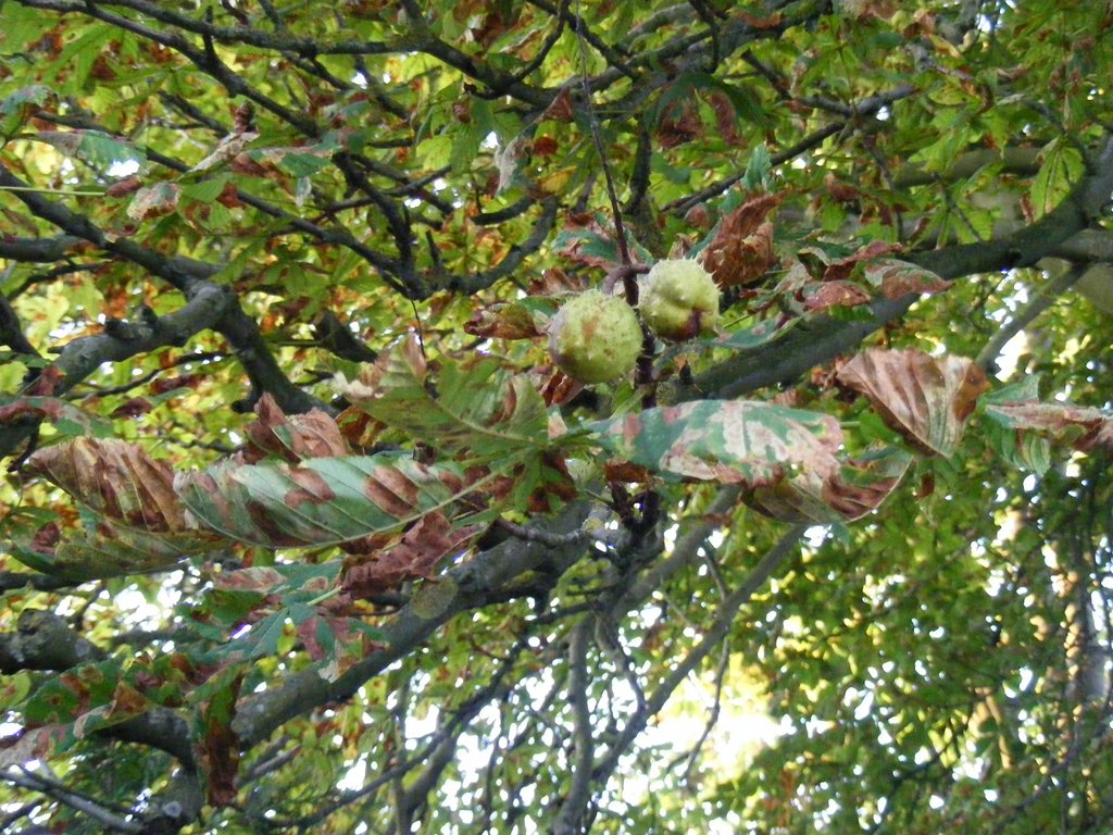 horse-chestnut-tree.jpg