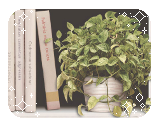 three books on a shelf next to a voluminous, leafy potted plant