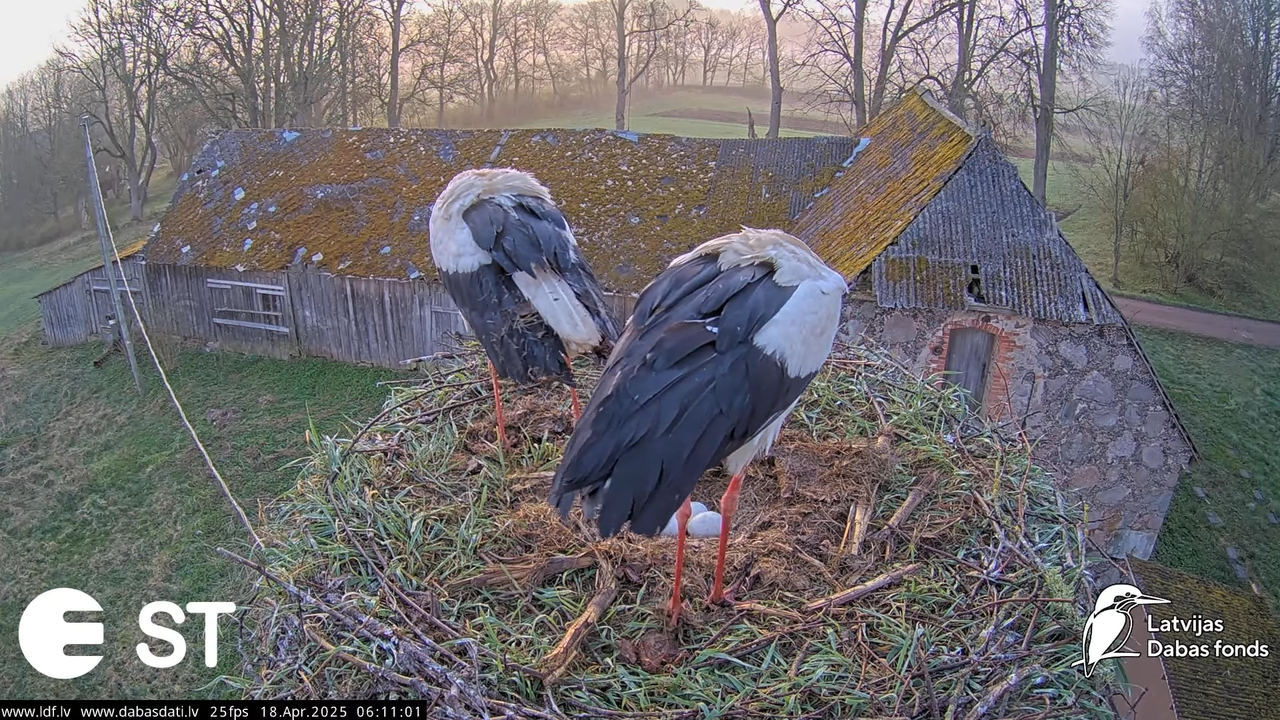 (20) Baltie stārķi (Ciconia ciconia) Tukuma novadā __ White storks in Tukums, Latvia - YouTube - 635